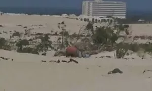 برادرزاده و دختر در ساحل, فیلمهایسکسیجنیفرلوپز