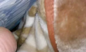 خواهر سگسی کارتونی