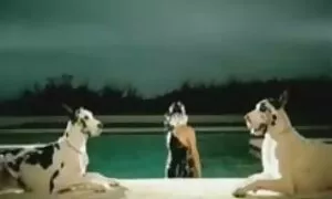 لیدی گاگا انجمن سکسی کیر تو کوس